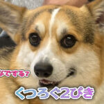 くつろぐ2ぴき