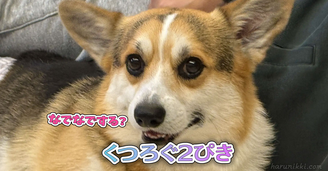 くつろぐ2ぴき