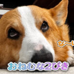 おねむな2ぴき