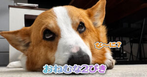 おねむな2ぴき