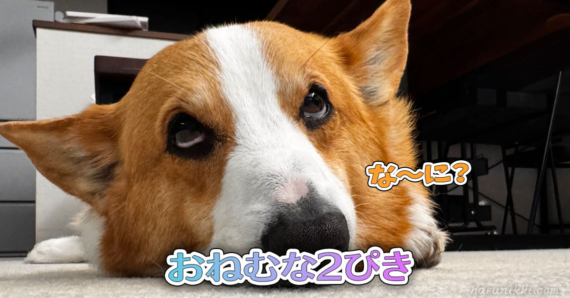 おねむな2ぴき