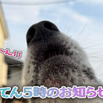 てん５時のお知らせ