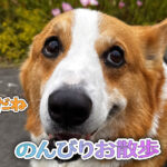 のんびりお散歩