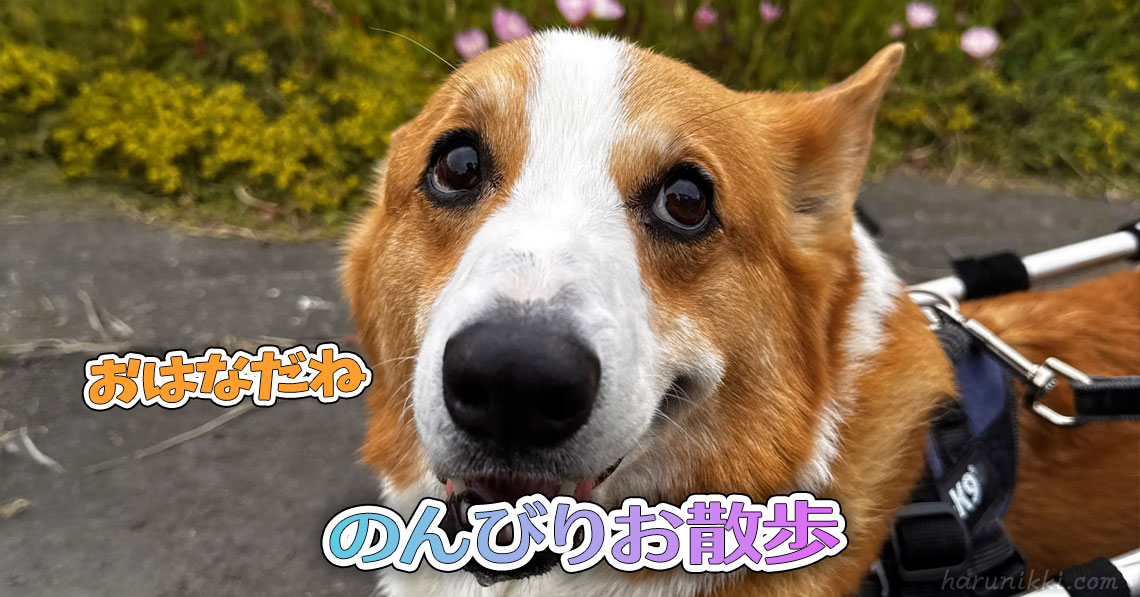 のんびりお散歩