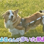 はるさんが歩いた軌跡