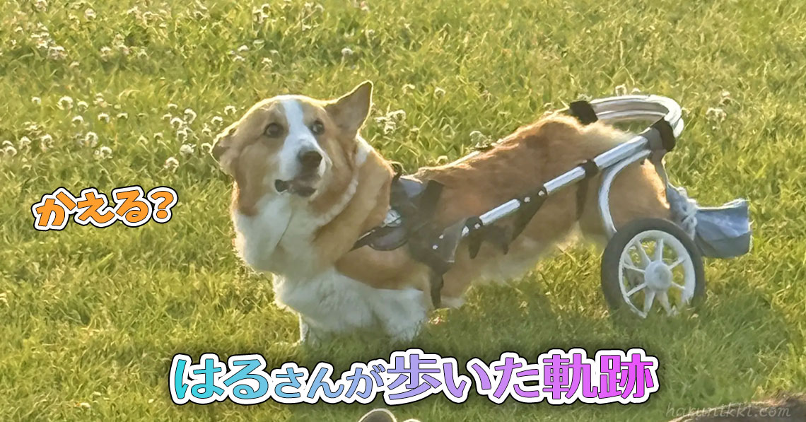 はるさんが歩いた軌跡