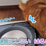 全く気にしない はるさん