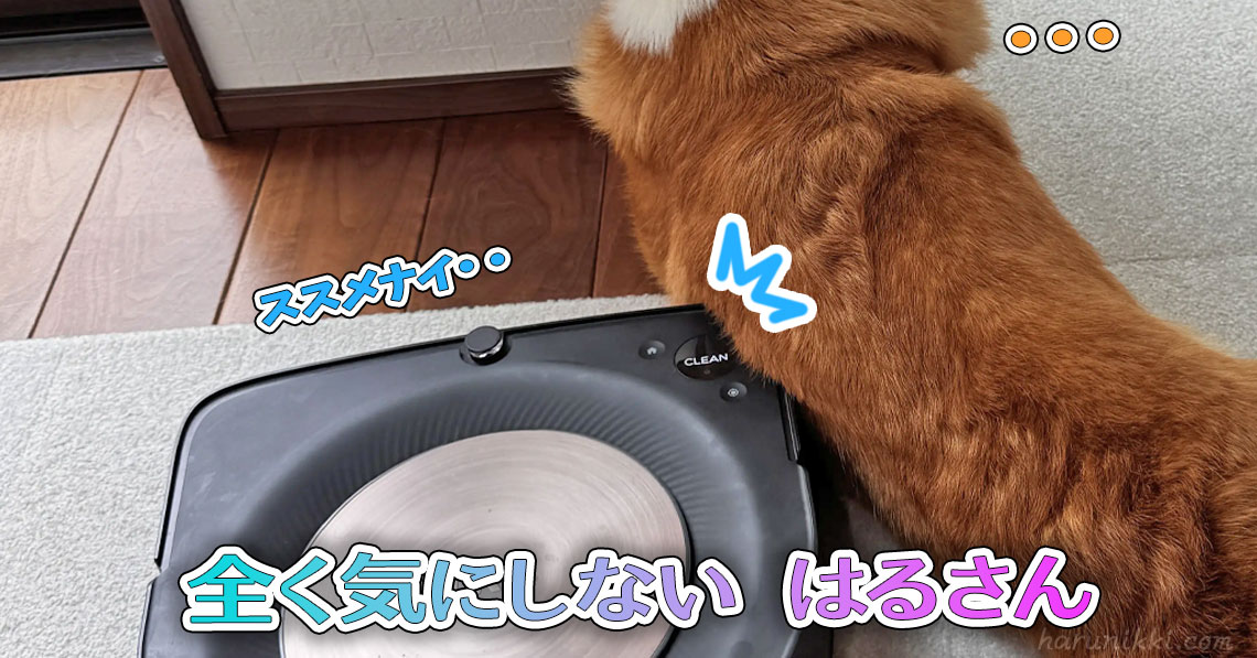 全く気にしない はるさん