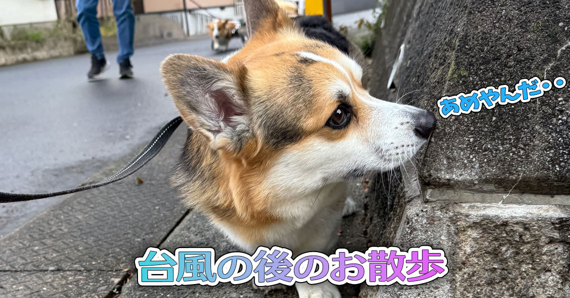 台風の後のお散歩