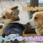 ギフトとスペシャルなおやつ