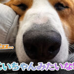 おじいちゃんみたいな寝顔