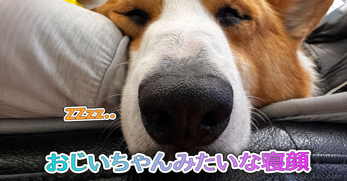 おじいちゃんみたいな寝顔