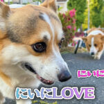 にいにLOVE