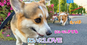 にいにLOVE