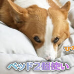 ベッド２個使い