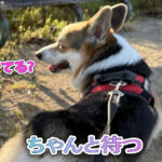 ちゃんと待つ