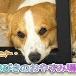 ２ぴきのおやすみ場所