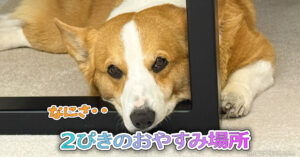 ２ぴきのおやすみ場所