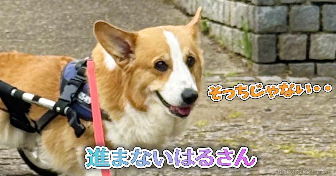 進まないはるさん