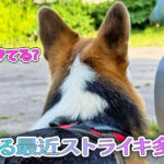 はる最近ストライキ多め