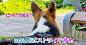 はる最近ストライキ多め