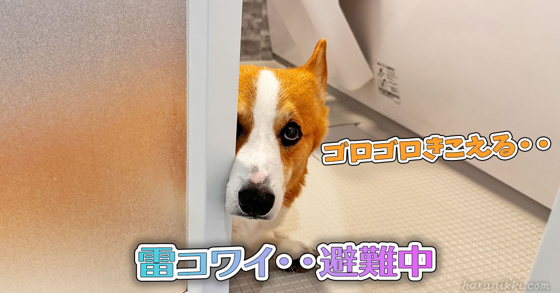 雷コワイ・・避難中