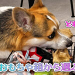 おもちゃ箱から選ぶ