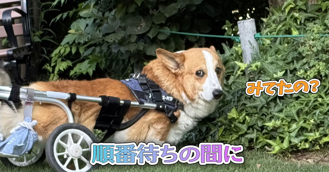 順番待ちの間に