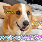 スペシャルなおやつ