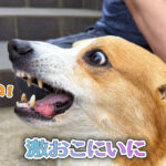 激おこにいに
