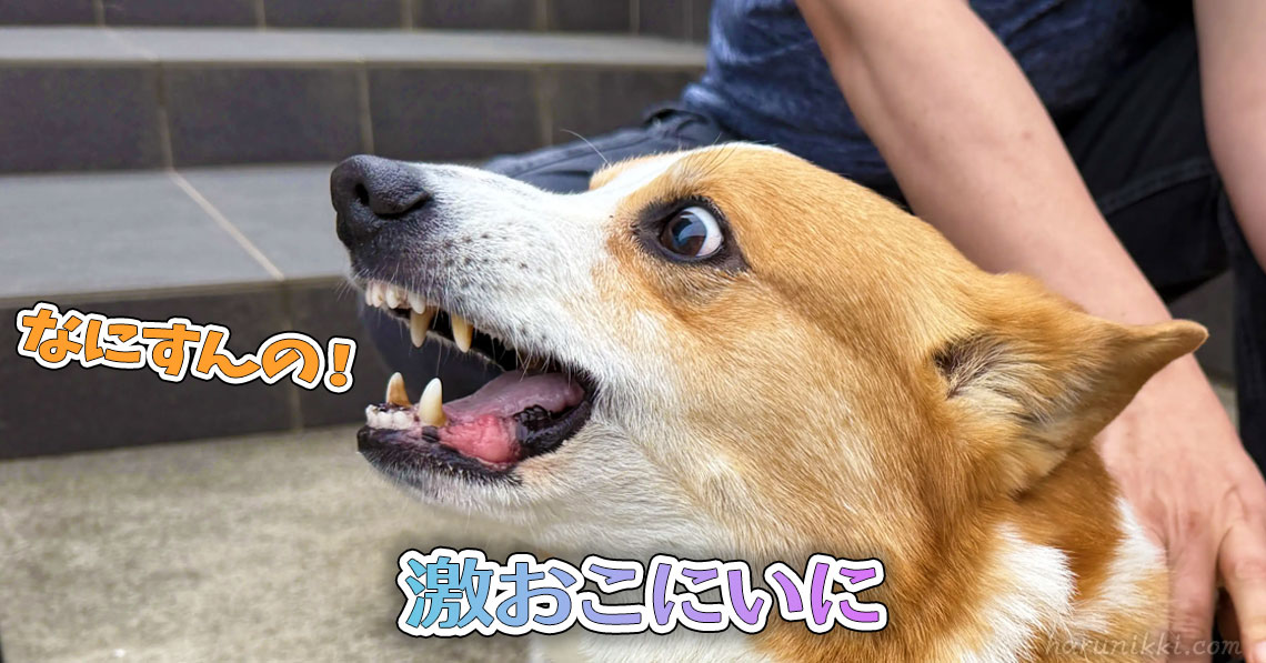 激おこにいに