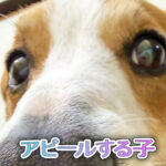 アピールする子