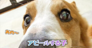 アピールする子