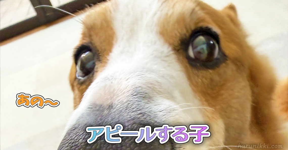 アピールする子
