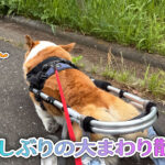 久しぶりの大まわり散歩