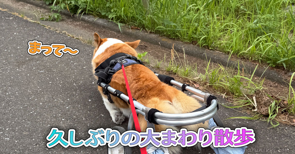 久しぶりの大まわり散歩