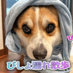 びしょ濡れ散歩