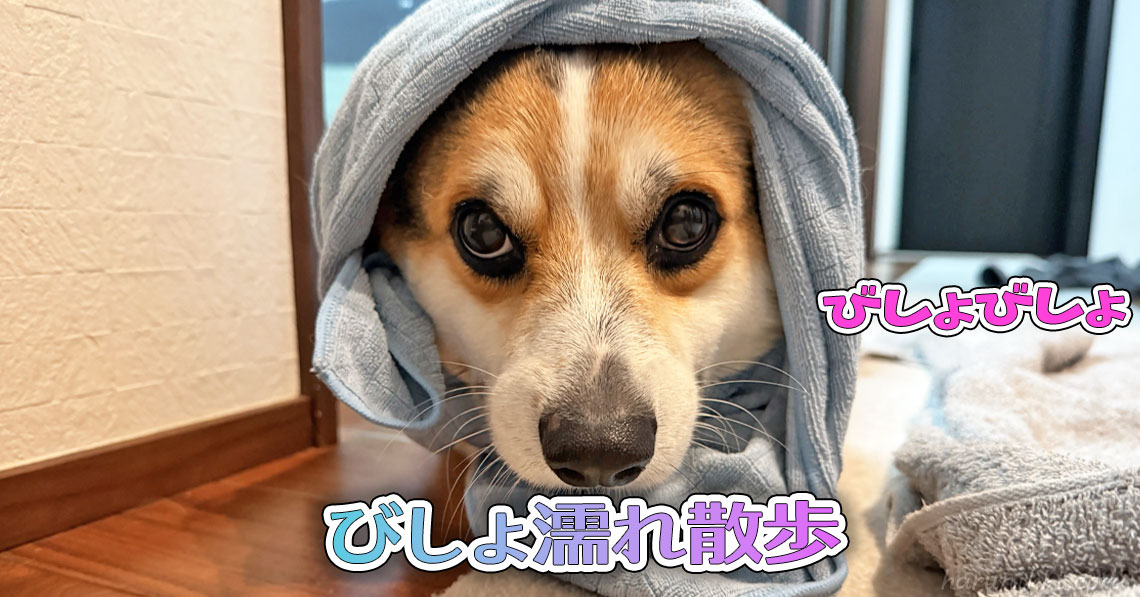 びしょ濡れ散歩