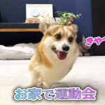 お家で運動会