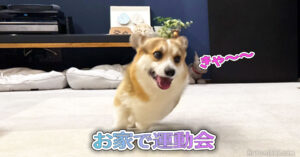 お家で運動会