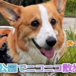 公園でニコニコ散歩