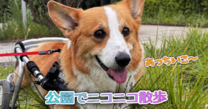 公園でニコニコ散歩