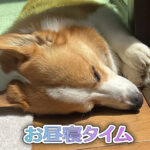 お昼寝タイム