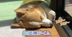お昼寝タイム