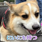 にいにを待つ