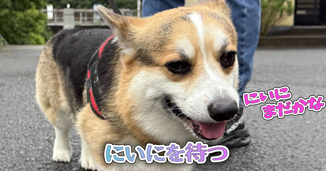 にいにを待つ