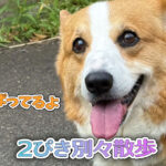 2ぴき別々散歩
