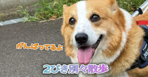 2ぴき別々散歩