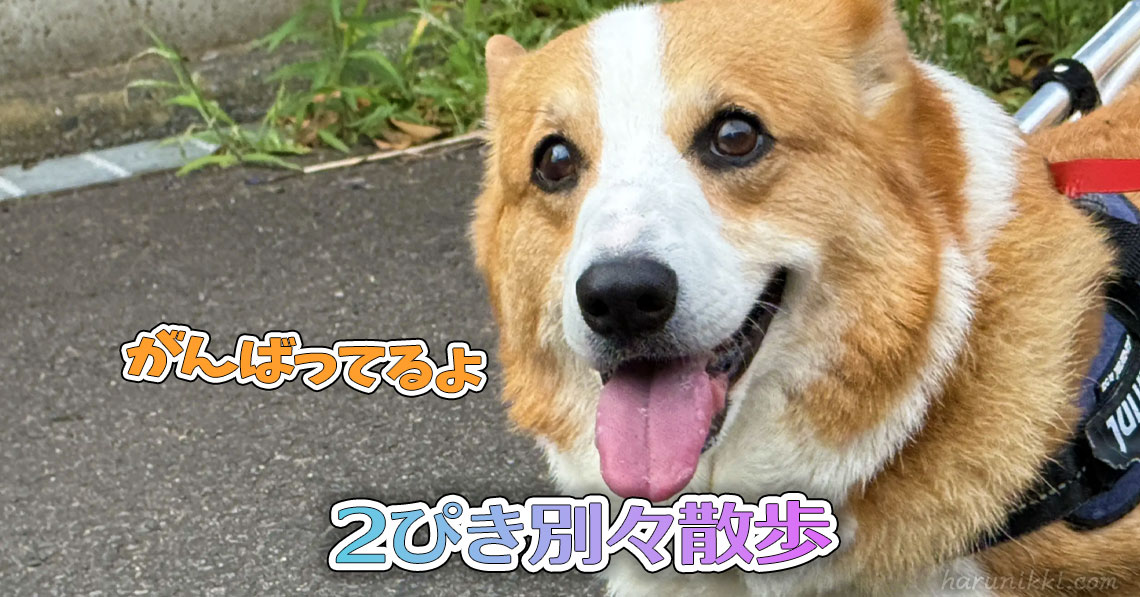 2ぴき別々散歩