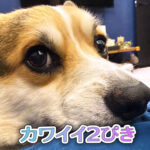 カワイイ2ぴき